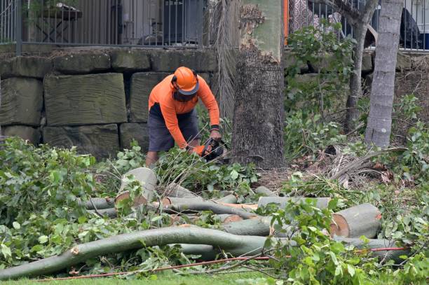 Best Tree Care Services  in Fort Worth, TX